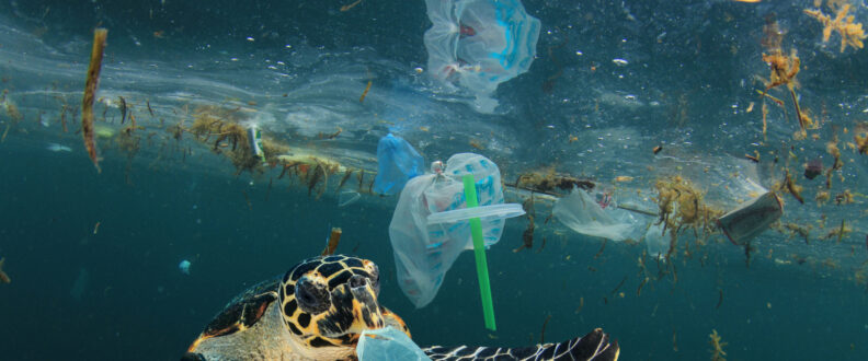A sea turtle swimming with plastic packaging waste nearby