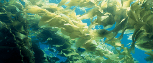 Seaweed