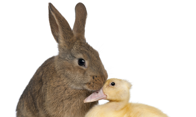 Rabbit sniffing duckling