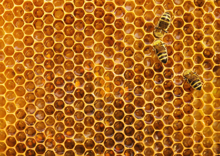 honeycomb with bees