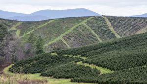 Tree Farming