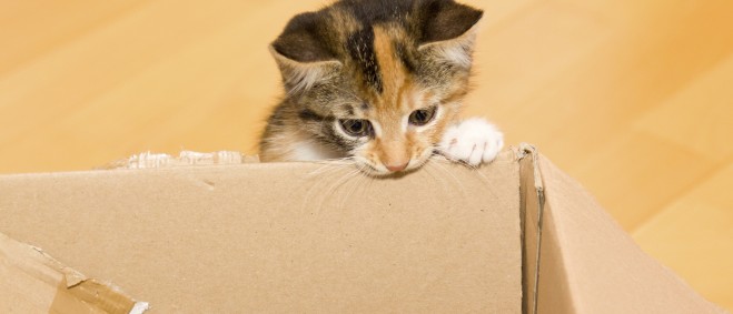 cat-cardboard-box-banner