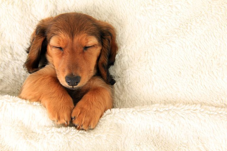 puppy sleeping under a blanket