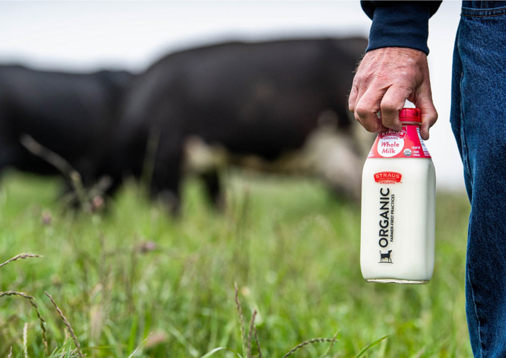 Man walking in field holding glass bottle of organic milk with cows in background